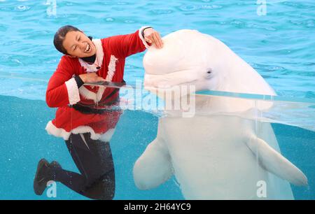 Yokohama, Japan. November 2021. Ein Tiertrainer im Santa-Kostüm lächelt am Samstag, den 13. November 2021, mit einem Beluga im Hakkeijima Sea Paradise Aquarium in Yokohama, einem Vorort von Tokio. Das Aquarium startete eine Sonderschau, um Besucher bis zum Weihnachtstag anzuziehen. Quelle: Yoshio Tsunoda/AFLO/Alamy Live News Stockfoto