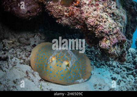 Blaues Stachelrochen unter Korallen am Meeresgrund Aufnahme unter Wasser am Great Barrier Reef, Cairns, Queensland Australien Stockfoto