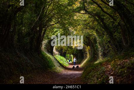 Chichester UK 13. November - Spaziergänger genießen die Herbstfarben durch einen Baumtunnel bei Halnaker in der Nähe von Chichester in West Sussex UK : Credit Simon Dack / Alamy Live News Stockfoto