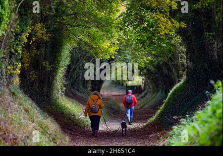 Chichester UK 13. November - Spaziergänger genießen die Herbstfarben durch einen Baumtunnel bei Halnaker in der Nähe von Chichester in West Sussex UK : Credit Simon Dack / Alamy Live News Stockfoto