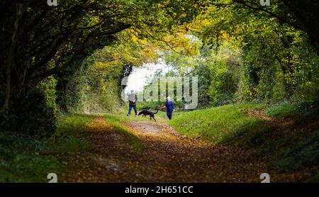 Chichester UK 13. November - Spaziergänger genießen die Herbstfarben durch einen Baumtunnel bei Halnaker in der Nähe von Chichester in West Sussex UK : Credit Simon Dack / Alamy Live News Stockfoto