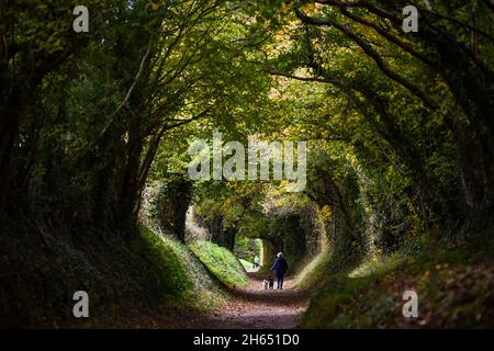 Chichester UK 13. November - Spaziergänger genießen die Herbstfarben durch einen Baumtunnel bei Halnaker in der Nähe von Chichester in West Sussex UK : Credit Simon Dack / Alamy Live News Stockfoto