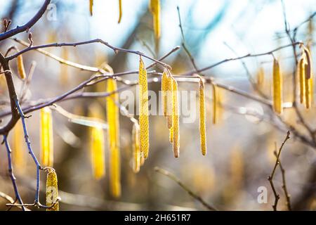 Frühlingsblumen männliche Kätzchen von gelblicher Haselnuss Corylus avellana ähnlich wie Ohrringe und kleine rote weibliche Blüten auf Baumzweig im Sonnenlicht, Frühlingsrückeng Stockfoto