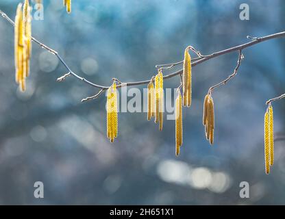 Frühlingsblumen männliche Kätzchen von gelblicher Haselnuss Corylus avellana ähnlich wie Ohrringe und kleine rote weibliche Blüten auf Baumzweig im Sonnenlicht, Frühlingsrückeng Stockfoto