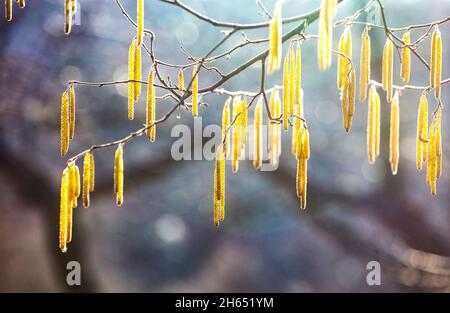 Frühlingsblumen männliche Kätzchen von gelblicher Haselnuss Corylus avellana ähnlich wie Ohrringe und kleine rote weibliche Blüten auf Baumzweig im Sonnenlicht, Frühlingsrückeng Stockfoto