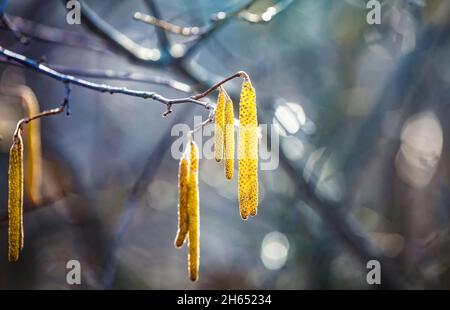 Frühlingsblumen männliche Kätzchen von gelblicher Haselnuss Corylus avellana ähnlich wie Ohrringe und kleine rote weibliche Blüten auf Baumzweig im Sonnenlicht, Frühlingsrückeng Stockfoto