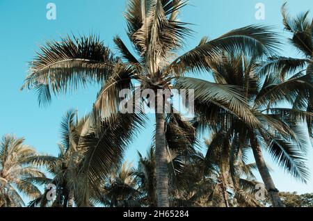 Zweigniederlassungen von Kokospalmen unter blauem Himmel - Vintage Retro Stil Stockfoto