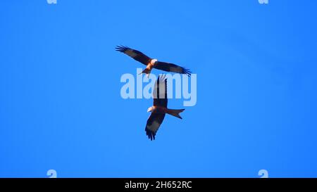 Schwäbische Alb, Deutschland: Zwei rote Drachen kreuzen sich im Flug Stockfoto