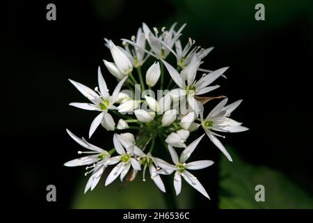 RAMSOMS oder Bärlauch (Allium ursinum), Schottland, Großbritannien. Stockfoto