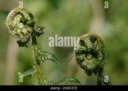 BRACKEN (Pteridium aquilinum) entrollende Wedel, Schottland, Großbritannien. Stockfoto