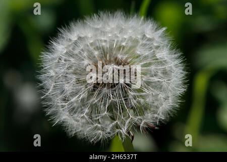 LÖCHENKRAUT (Taraxacum officinale), Schottland, Großbritannien. Stockfoto