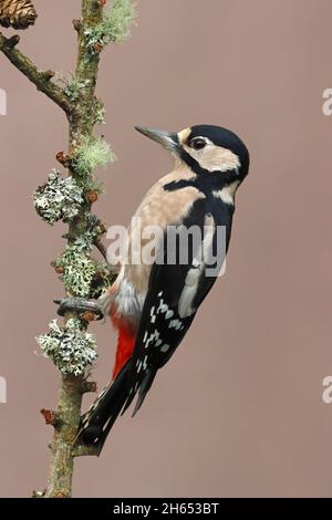 BUNTSPECHT auf einfachem Hintergrund. Stockfoto