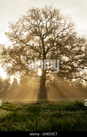 Die Sonne scheint an einem Herbstmorgen in West Sussex, England, durch Nebel um eine große Eiche. Strahlen der frühen Morgensonne. Stockfoto