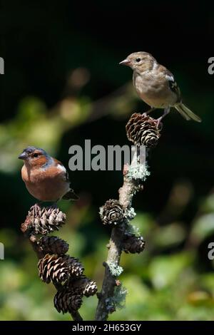 BUCHFINK (Fringilla coelebs) männlich und weiblich in einem Wildtiergarten, Schottland, Großbritannien. Stockfoto