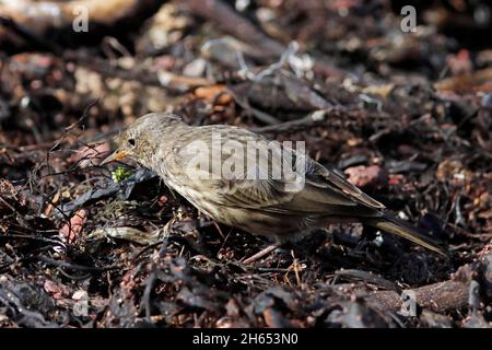 FELSPIPIT (Anthus petrosus) auf der Suche nach Beute unter Strandleinen-Algen, Schottland, Großbritannien. Stockfoto