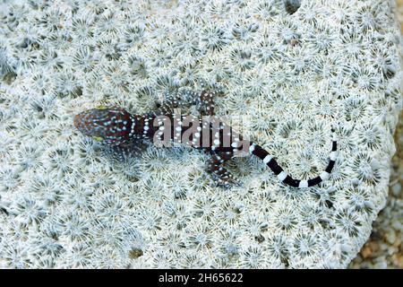 Grauer Toki Gecko (Gekko Gecko) auf dem Felsen von Thailand. Nahaufnahme, Methode der Bauchatmung ist deutlich sichtbar, adaptive Veränderungen Farbe der Haut Stockfoto