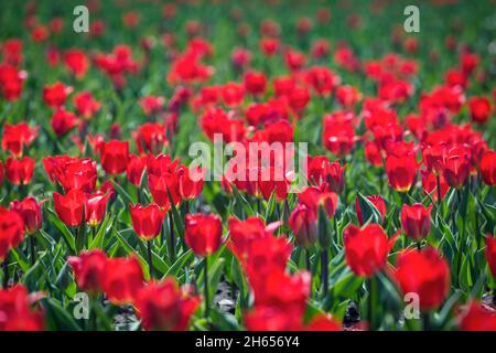 Rote Tulpen Blumenbeet im Park. Rotes Tulpenfeld, Frühlingshintergrund in roter Farbe. Nahaufnahme. Selektiver Fokus. Stockfoto