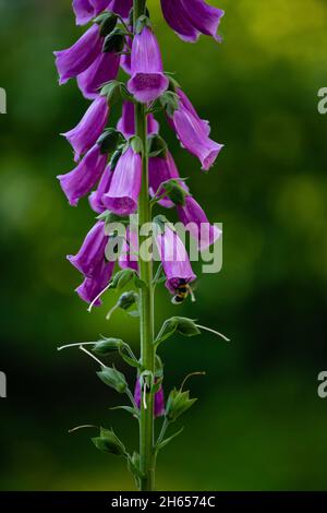 Bienen sammeln Nektar von Digitalis purpurea Blüten Stockfoto