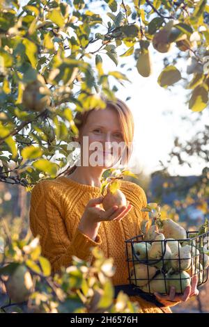 Glückliches Mädchen mit Korb Kommissionierung Birnen im Garten. Ästhetik des ländlichen Lebens Stockfoto