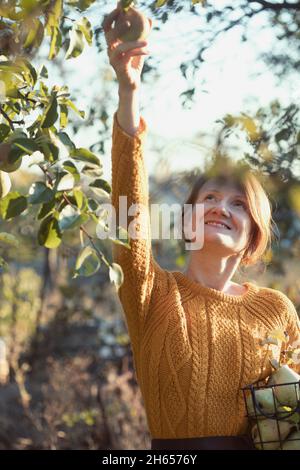 Glückliches Mädchen mit Korb Kommissionierung Birnen im Garten. Ästhetik des ländlichen Lebens Stockfoto