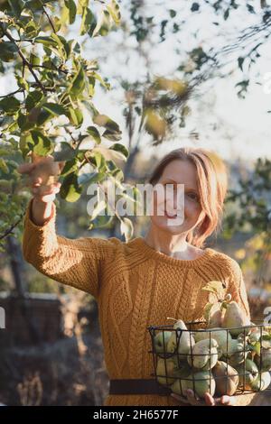 Glückliches Mädchen mit Korb Kommissionierung Birnen im Garten. Ästhetik des ländlichen Lebens Stockfoto