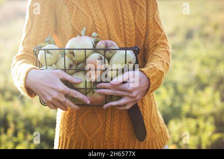 Glückliches Mädchen hält Korb mit Birnen im Garten. Ästhetik des ländlichen Lebens Stockfoto