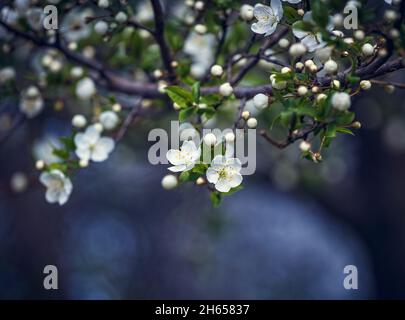 Prunus cerasifera blühender weißer Pflaumenbaum. Weiße Blüten von Prunus cerasifera Stockfoto