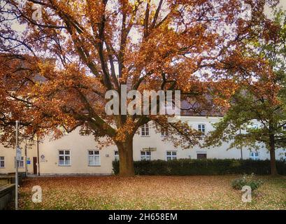 Stadtbild mit einem großen herbstlichen Baum mit langen Ästen voller orangefarbener Blätter, Bayern, Weihestepher Stockfoto