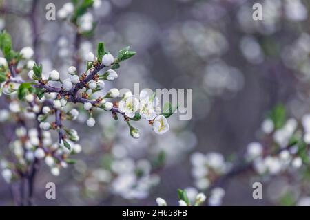 Prunus cerasifera blühender weißer Pflaumenbaum. Weiße Blüten von Prunus cerasifera Stockfoto