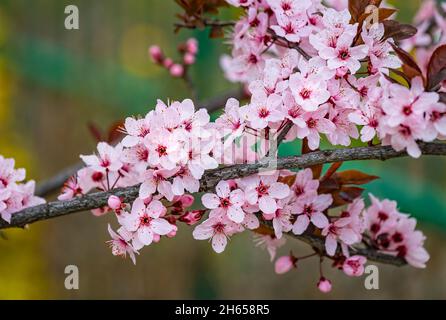 Schöne rosa Blüten von lila Pflaume Prunus cerasus cerasifera Pissardii Baum im Frühjahr. Prunus-Baumblüte. Stockfoto