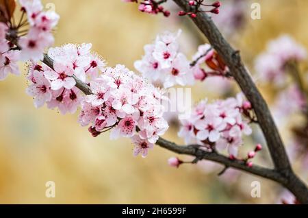 Schöne rosa Blüten von lila Pflaume Prunus cerasus cerasifera Pissardii Baum im Frühjahr. Prunus-Baumblüte. Stockfoto