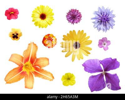 Set von verschiedenen bunten Blumen isoliert auf weißem Hintergrund Stockfoto