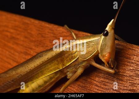 Nahaufnahme eines kegelförmigen Heuschreuers. Neoconocephalus sp. Stockfoto