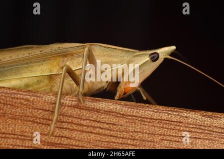 Nahaufnahme eines kegelförmigen Heuschreuers. Neoconocephalus sp. Stockfoto