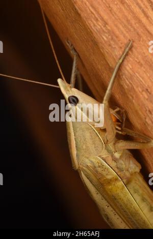 Nahaufnahme eines kegelförmigen Heuschreuers. Neoconocephalus sp. Stockfoto