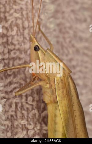 Nahaufnahme eines kegelförmigen Heuschreuers. Neoconocephalus sp. Stockfoto