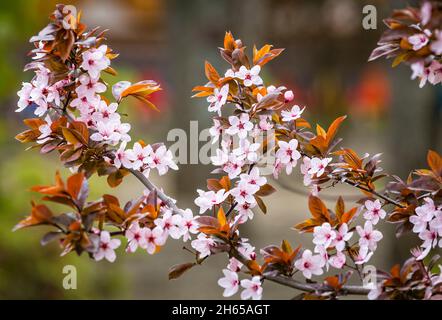 Schöne rosa Blüten von lila Pflaume Prunus cerasus cerasifera Pissardii Baum im Frühjahr. Prunus-Baumblüte. Stockfoto