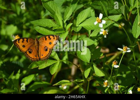 Pfau Stiefmütterchen auf grünen Busch. Junonia almana. Stockfoto