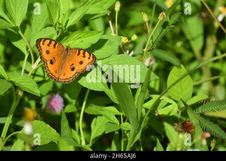 Pfau Stiefmütterchen auf grünen Busch. Junonia almana. Stockfoto