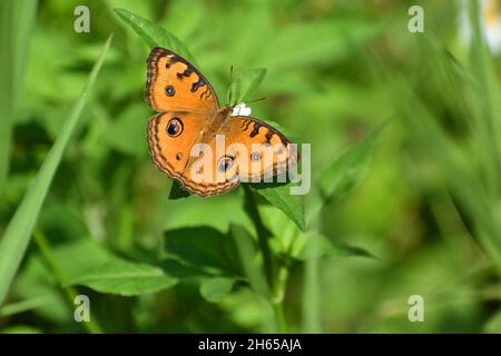 Pfau Stiefmütterchen auf grünen Busch. Junonia almana. Stockfoto