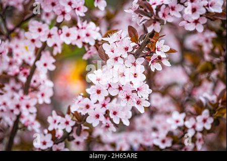 Schöne rosa Blüten von lila Pflaume Prunus cerasus cerasifera Pissardii Baum im Frühjahr. Prunus-Baumblüte. Stockfoto