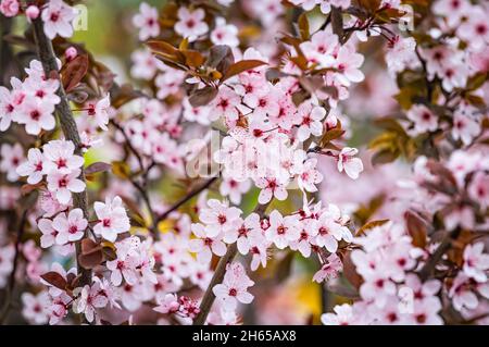 Schöne rosa Blüten von lila Pflaume Prunus cerasus cerasifera Pissardii Baum im Frühjahr. Prunus-Baumblüte. Stockfoto