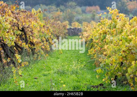 Gelbe Blätter Weinberg im Herbst mit grünem frischem Gras unter dem Regen Stockfoto