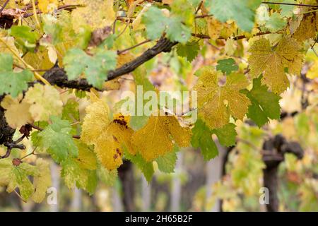 Herbstlandschaft. Gelbe Blätter Weinberg im Herbst in Apulien, Italien Stockfoto