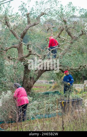 Bauern sammeln Oliven auf dem Land für die Olivenölproduktion in Apulien, Italien, vertikal Stockfoto