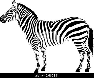 Zebra isoliert auf weißem Hintergrund. Zebra-Vektor-Illustration. zebramuster Stock Vektor