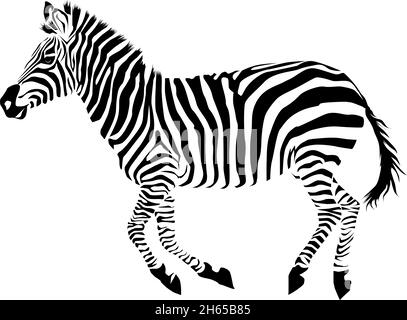 Zebra isoliert auf weißem Hintergrund. Zebra-Vektor-Illustration. zebramuster Stock Vektor