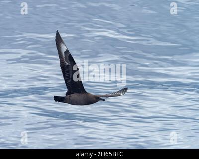 Der Südpolar Skua, Stercorarius maccormicki, jagt fliegende Fische, während er mit dem Expeditionsschiff National Geographic Reso den Atlantik vor Brasilien überquerte Stockfoto