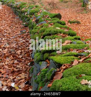 Trockensteinmauer mit Moos bedeckt, Lake District, Cumbria, Großbritannien Stockfoto