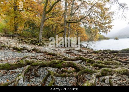 Ansicht von Derwentwater (Derwent Water) im Lake District im November mit Herbstfarben, Cumbria, England, Großbritannien Stockfoto